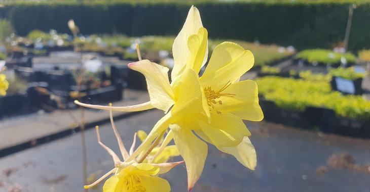 Aquilegia chrysantha 'Yellow Queen'